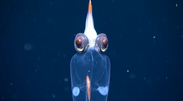 Cumi-cumi kaca mata setan. Foto: NOAA Ocean Exploration/YouTube