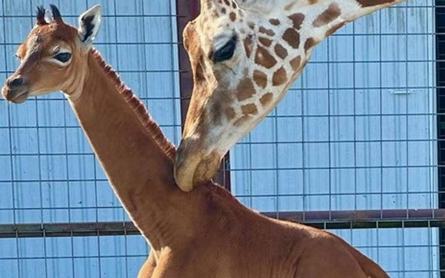 Anak jerapah tanpa bintik lahir di Kebun Binatang Brights, AS. Foto: Dok. Brights Zoo