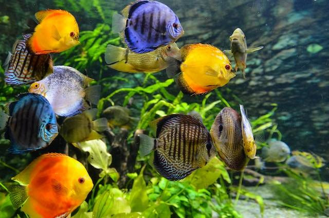 Ilustrasi Ikan Hias Air Tawar Murah. Foto: dok. Unsplash/Daniel Corneschi