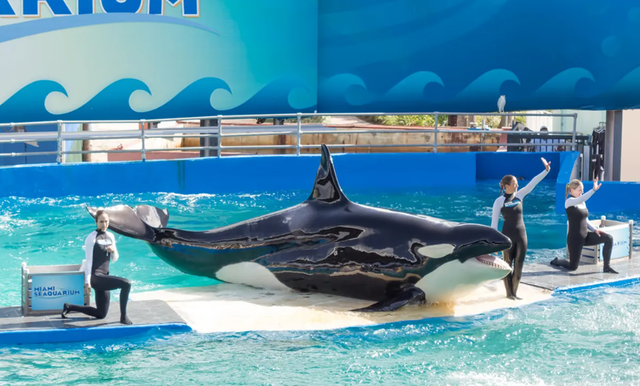 Orca alias paus pembunuh bernama Lolita mati setelah lebih dari 50 tahun tinggal di penangkaran. Foto: Kamira/Shutterstock