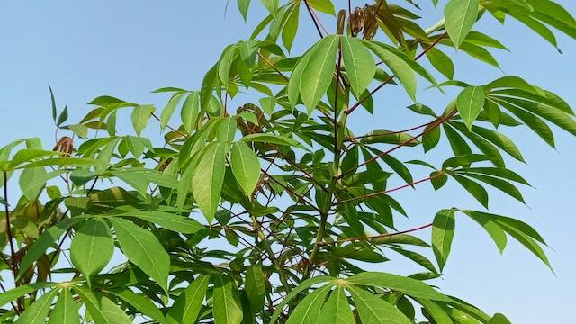 Cara Masak Daun Ubi Tumbuk, Foto: Vrlibs Studio / Unsplash