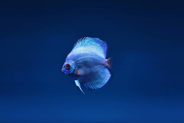 Ilustrasi cara merawat ikan discus. Sumber: Lone Jensen/pexels.com 