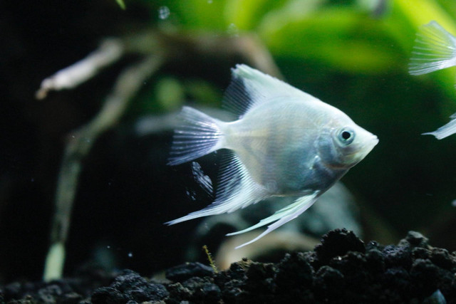 Ilustrasi ciri-ciri ikan manfish (Unsplash)