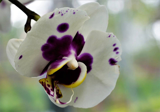 Ilustrasi cara menanam anggrek bulan (Pixabay)