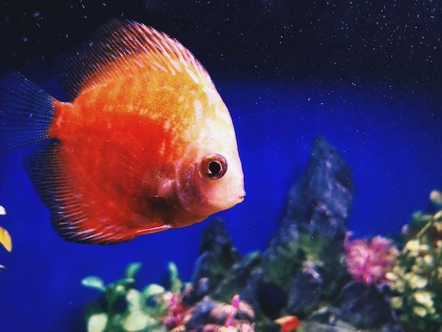 Ikan Yang Bisa Dimakan Juga Jadi Ikan Hias