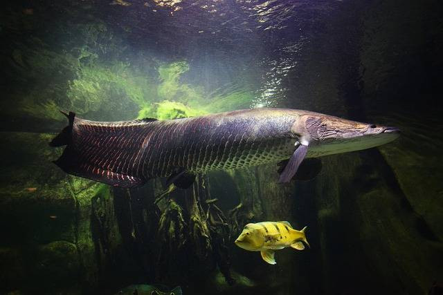Ilustrasi ciri-ciri ikan arapaima. Foto: Pixabay