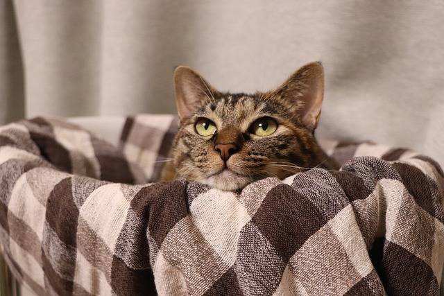 Ilustrasi kenapa kucing takut air. Foto: Pixabay