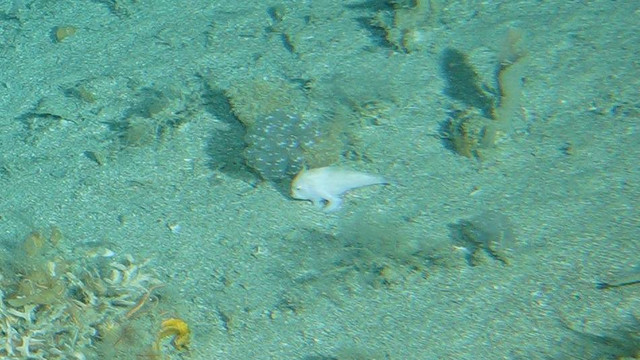 Ikan bertangan atau handfish berbadan sempit (Pezichthys kompresus) ditemukan lagi oleh tim peneliti CSIRO setelah hilang selama 27 tahun. Foto: Dok. CSIRO