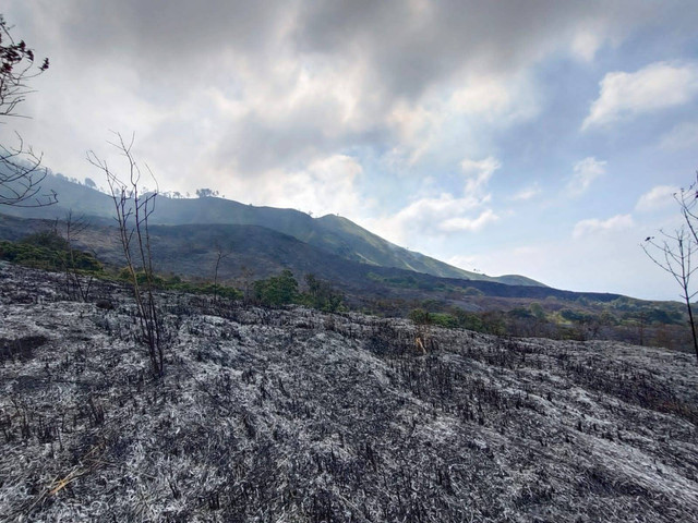 Hutan di Gunung Arjuno wilayah Kecamatan Singosari, Kabupaten Malang, Jawa Timur terbakar  Foto: BPBD Kabupaten Malang