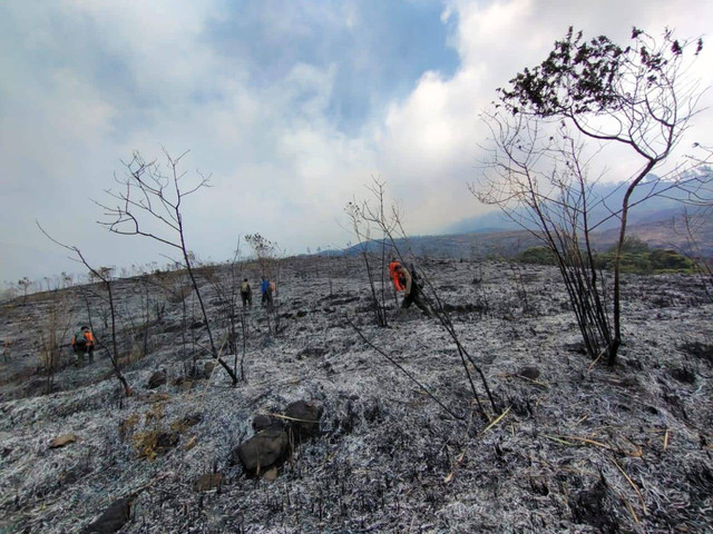 Hutan di Gunung Arjuno wilayah Kecamatan Singosari, Kabupaten Malang, Jawa Timur terbakar Foto: BPBD Kabupaten Malang