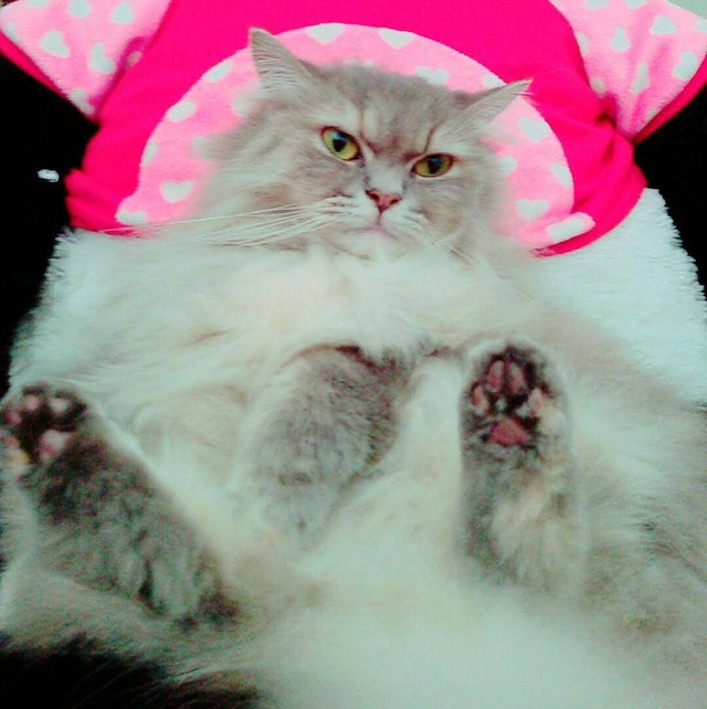 Sumber : Dokumen Pribadi