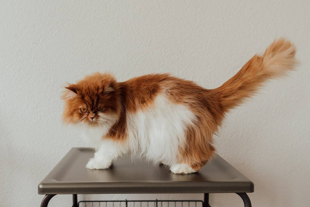 Ilustrasi nama kucing persia betina. Sumber: Arina Krasnikova/pexels.com