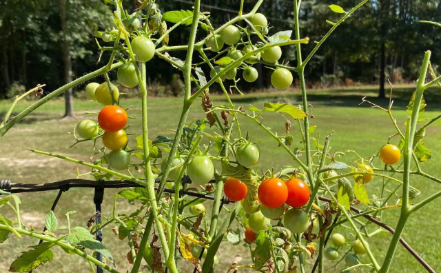 Bisakah kamu temukan ulat tanduk tembakau di foto ini. Foto: Mississippi State University Extension Service/Facebook