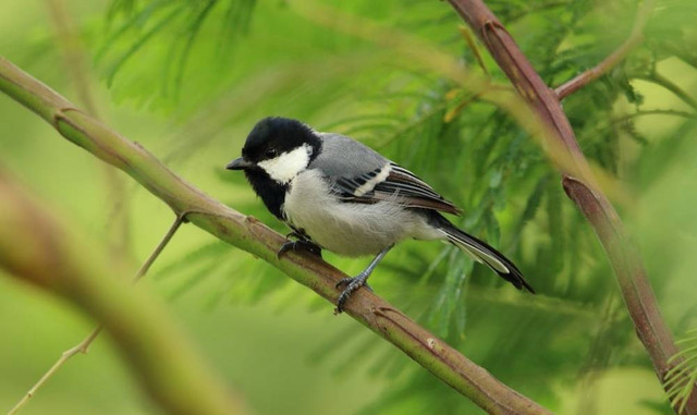 Ilustrasi Apa Perbedaan Fauna yang Berada di Wilayah Barat Indonesia dengan Timur Indonesia   Sumber Unsplash/Saketh Upadhya