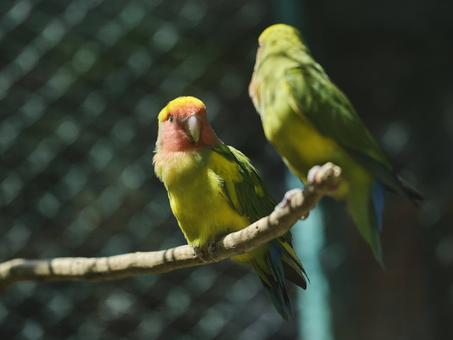 Ilustrasi Cara Merawat Burung Lovebird. Pexels/Engin Akyurt.