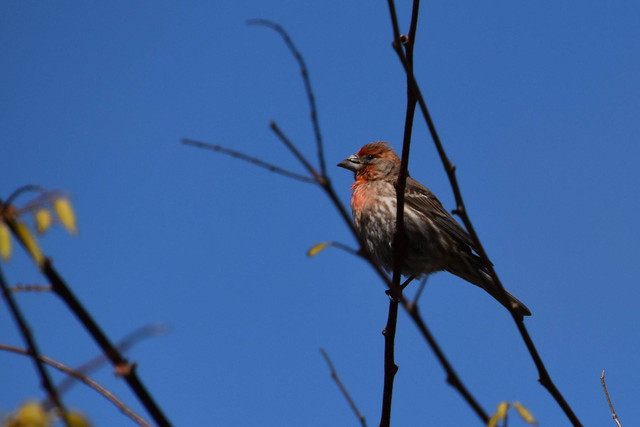 Ilustrasi burung kenari black red. Sumber foto: Unsplash