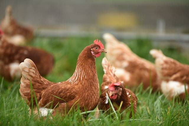 Ilustrasi cara ternak ayam kampung cepat panen (gambar: unsplash.com)
