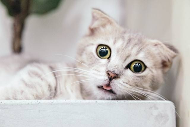 Ilustrasi mengapa kucing mengeluarkan air liur (gambar: unsplash.com)