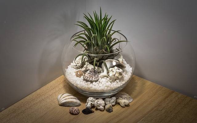Ilustrasi pengertian terrarium. Foto: Pixabay.com