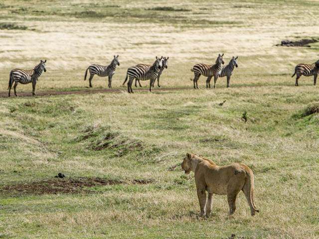 Ilustrasi contoh kalimat predator. Sumber: unsplash.com/AvelChuklanov.