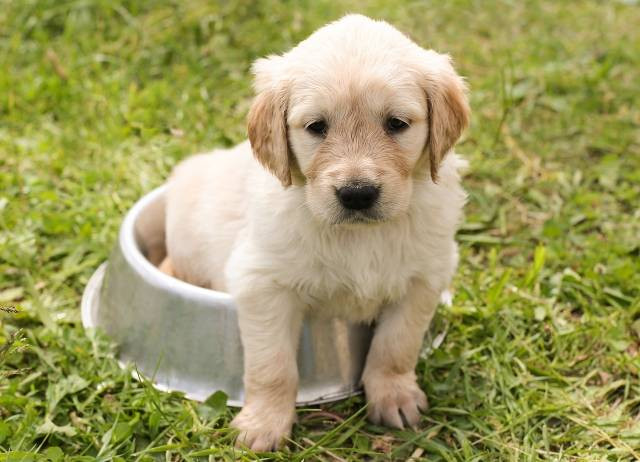 Ilustrasi kenapa anjing tidak boleh makan cokelat. Foto: Pixabay