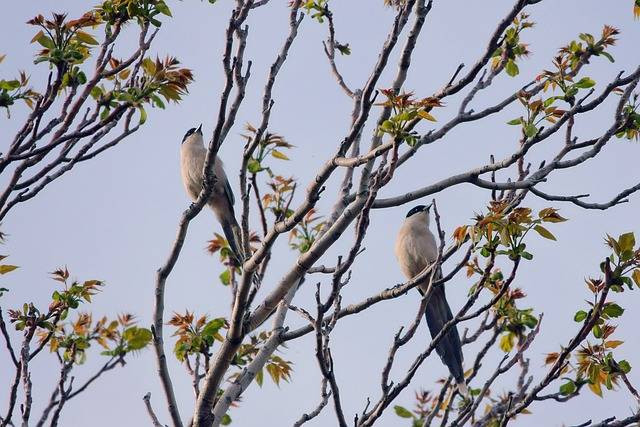 Ilustrasi pola ekor murai bordan. Foto: Pixabay