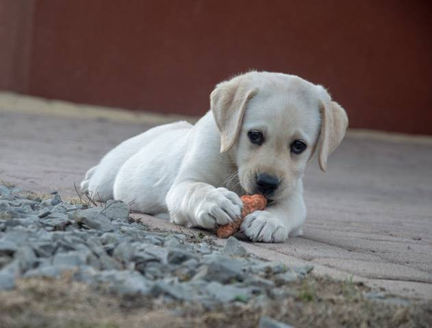 Ilustrasi apakah anjing boleh makan nasi. Sumber: Pixabay