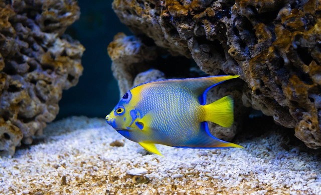 Ilustrasi ikan hias aquascape. Sumber: Ylanite Koppens/pexels.com