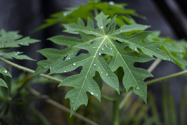 Ilustrasi Cara Merebus Daun Pepaya. Unsplash/Ilham Abitama.