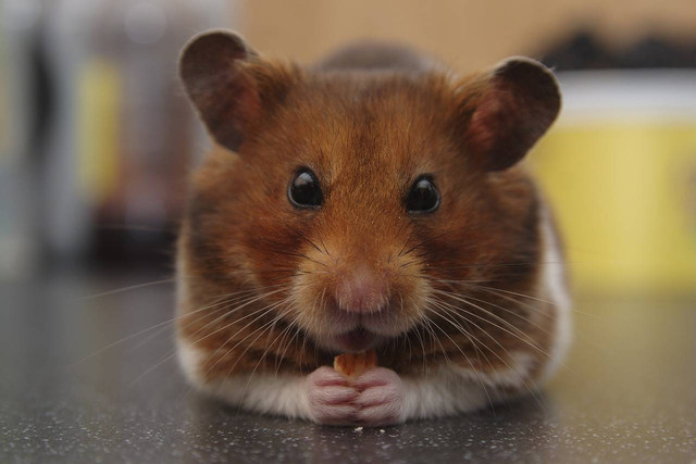 Ciri-Ciri Jenis Hamster Syrian yang Memiliki Gerakan Lambat | kumparan.com