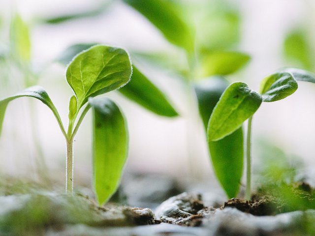Ilustrasi ciri struktur meristem apikal. Sumber: unsplash.com/FrancescoGallaro.
