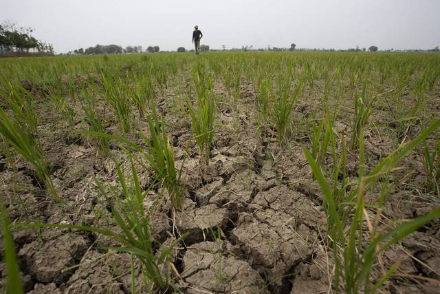 Ilustrasi lahan sawah kekeringan. | Foto: ANTARA FOTO/Dedhez Anggara