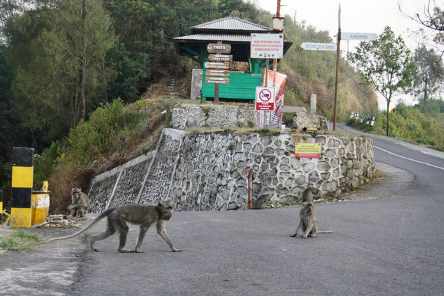 Sejumlah monyet ekor panjang (Macaca fascicularis) berada di jalan depan Pos Jemplang, Lumajang, Jawa Timur, Kamis (7/9/2023). Foto: Irfan Sumanjaya/ANTARA FOTO