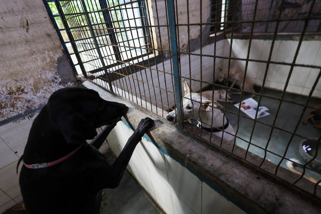 Ilustrasi anjing. Foto: Anushree Fadnavis/REUTERS