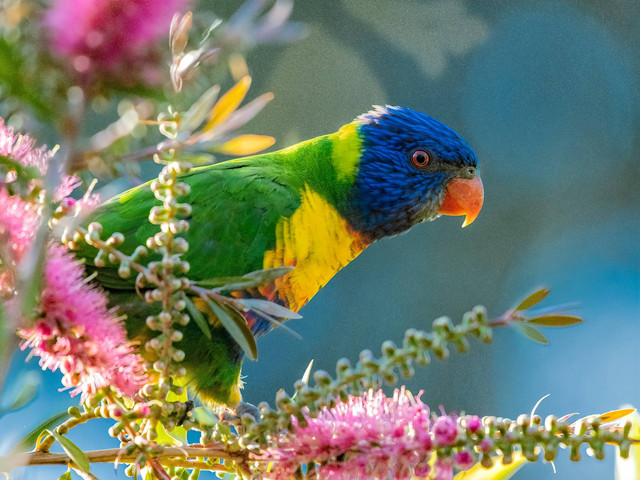 Ilustraasi burung nuri pelangi. Sumber foto: Unsplash