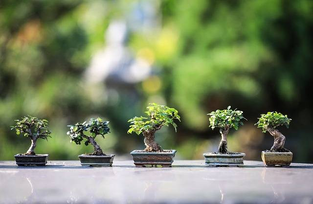 Ilustrasi cara membuat bonsai beringin dolar. Foto: Pixabay