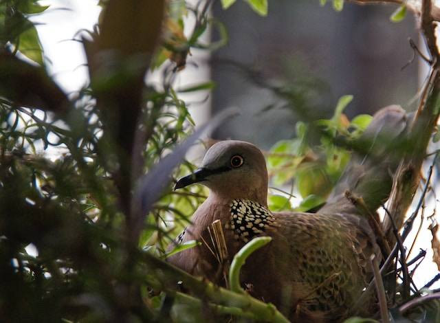 Ilustrasi jenis makanan burung perkutut anakan, sumber foto: unsplash.com/matthew6910