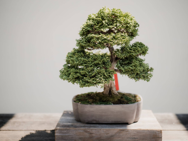Ilustrasi Cara Membuat Bonsai Lohansung. Sumber: Unsplash