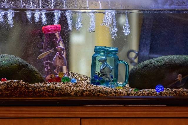 Ilustrasi cara membersihkan kerak aquarium. Foto: Pixabay