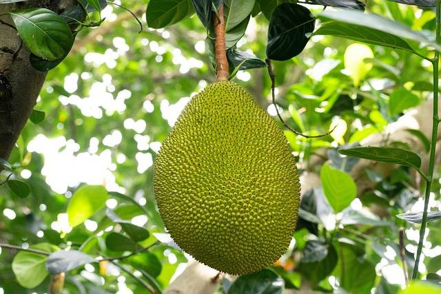 Ilustrasi cara budidaya nangka merah. Foto: Pixabay
