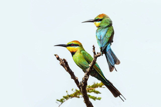 lustrasi burung gelatik belong yang sehat. Sumber foto: Unsplash