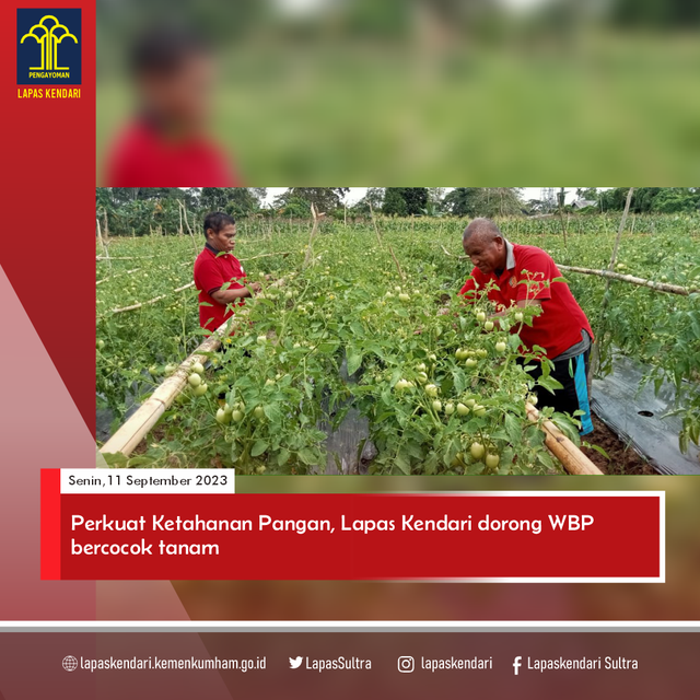Narapidana/Warga Binaan Pemasyarakatan (WBP) Lapas Kendari budidaya tanaman pangan. Foto: Humas Lapas Kendari