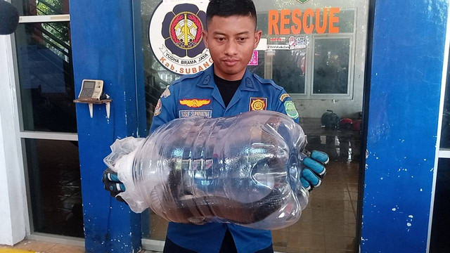 Petugas Damkar Subang, berhasil evakuasi ular kobra yang masuk ke Sekolah Dasar Negeri Srimukti. Foto: Dok. Istimewa