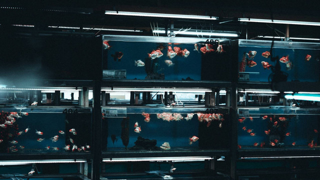 Ilustrasi ikan hias yang mudah dibudidayakan. Sumber foto: Unsplash