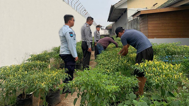 Ratusan pohon cabai yang ditanam warga Rutan Pontianak siap dijual. Foto: Dok Hi!Pontianak