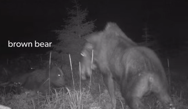 Momen beruang dan serigala bekerja sama berburu rusa raksasa.  Foto: Alaska Department of Fish and Game/Facebook