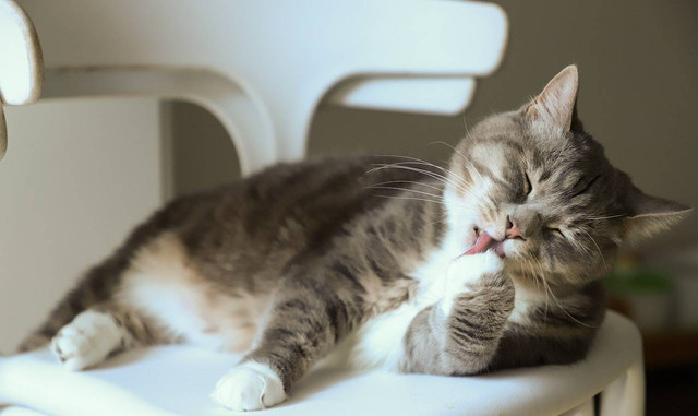 Ilustrasi ciri-ciri kucing ngambek. Sumber: Cats Coming/pexels.com