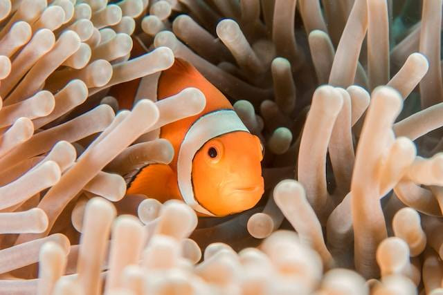 Ilustrasi Cara Memilih Ikan Hias yang Baik. Foto: dok. Unsplash/Sebastian Pena Lambarri