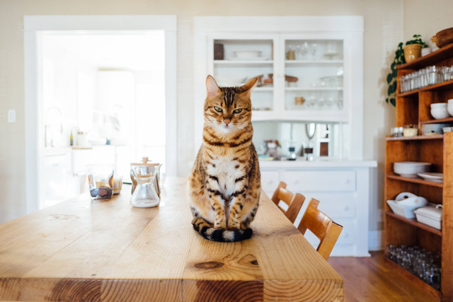 Ilustrasi Ciri-Ciri Kucing Cemburu. Sumber: Unsplash