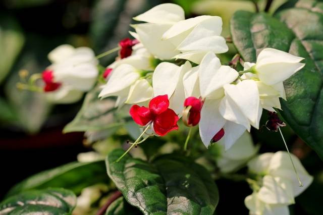 Ilustrasi jenis sirih gading. Foto: Pixabay